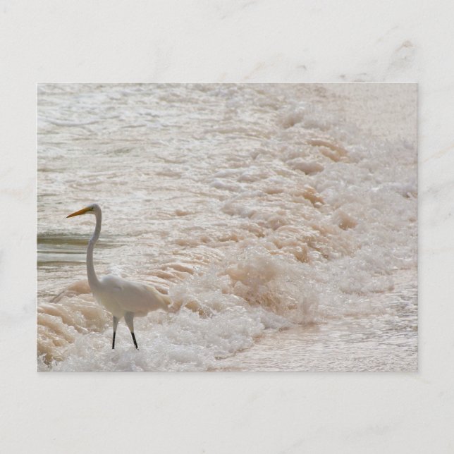 Postcard with Egret in the waves (Front)