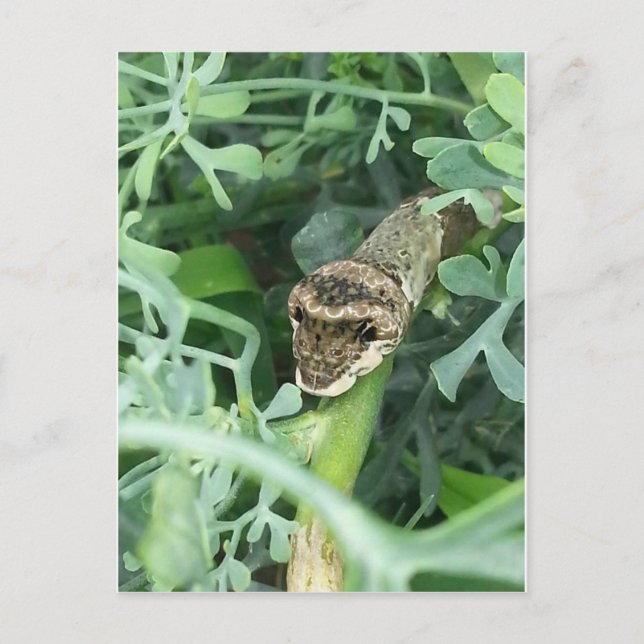 Postcard with Giant Swallowtail Caterpillar (Front)