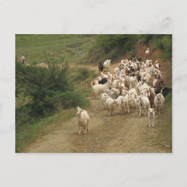 Postcard with goats (Front)