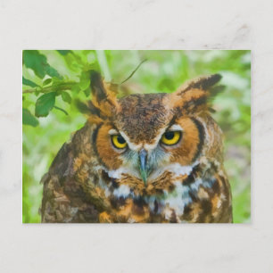Postcard with Great Horned Owl