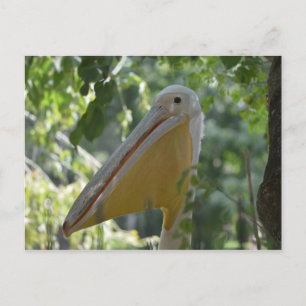 Postcard with hiding pelican