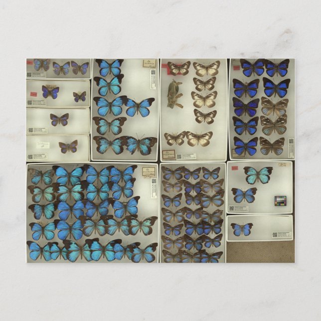 Postcard with Lycaenidae butterflies (Front)