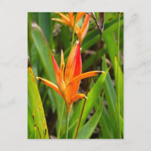Postcard with orange flowers on cover