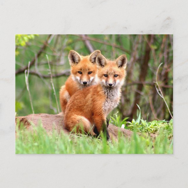 Postcard with photo of red fox kits (Front)