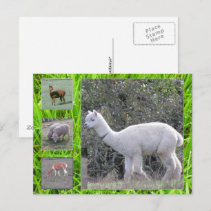 Postcard - Wool on the hoof