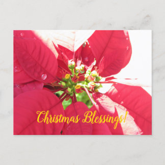 Postcard Xmas 004 -Postcard