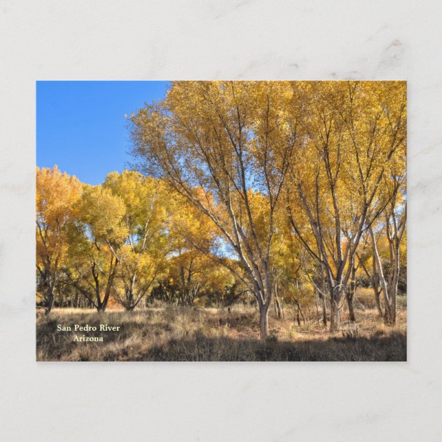 Postcard: Yellow Cottonwoods Postcard (Front)