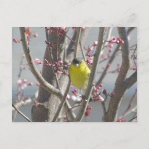 Postcard - Yellow Finch in Cherry Tree