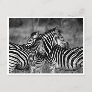 Postcards - Family of Zebra's