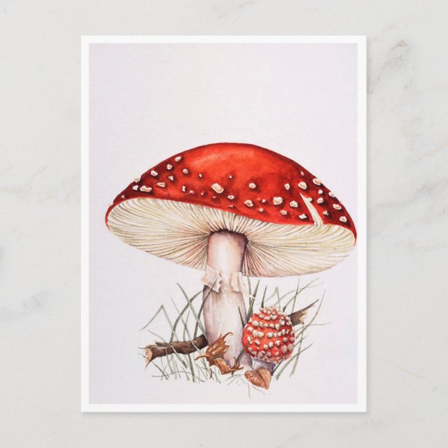 Postcards - Fly Agaric Mushrooms Illustration (Front)