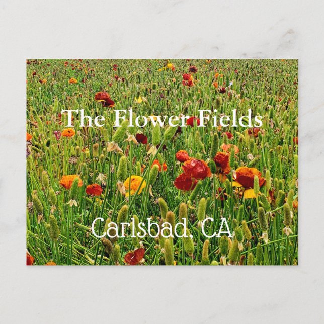 Postcards from The Flower Fields in Carlsbad, CA (Front)