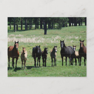 Postcards - Mares & Foals