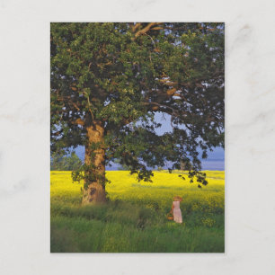 POSTCARDS   NORTH HERO VERMONT