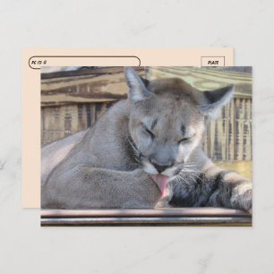 Postcrossing - 11 month old Cougar Cub Pic Postcard