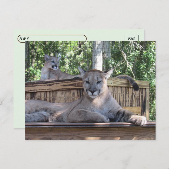 Postcrossing - 11 month old Cougar Cubs Pic  Postcard (Front/Back)