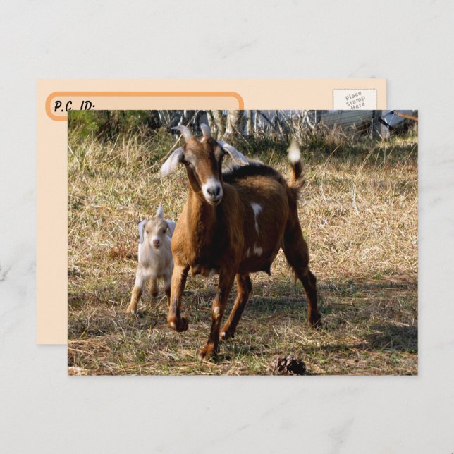 Postcrossing Adorable Goats Postcard (Front/Back)