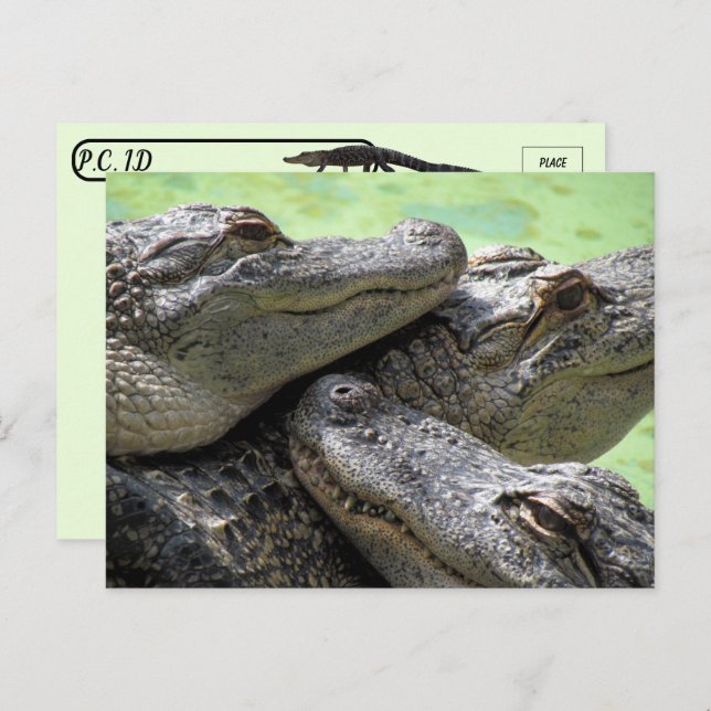 Postcrossing - Alligator Party Postcard (Front/Back)