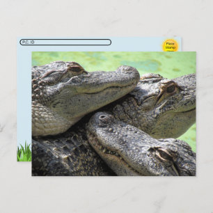 Postcrossing - Alligator Party Postcard