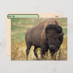 Postcrossing American Bison / Buffalo Postcard