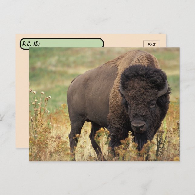 Postcrossing American Bison / Buffalo Postcard (Front/Back)