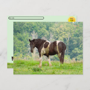 Postcrossing - American Painted Horse in a Field  Postcard