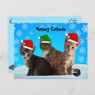 Postcrossing -Annie, Taz, and Tito - Cat Christmas Holiday Postcard