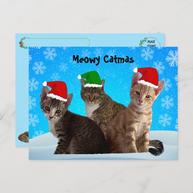 Postcrossing -Annie, Taz, and Tito - Cat Christmas Holiday Postcard (Front/Back)