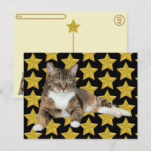 Postcrossing - Annie's Star : Cat Postcard