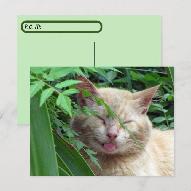 Postcrossing Beast The Most Adorable Stray Cat Postcard (Front/Back)