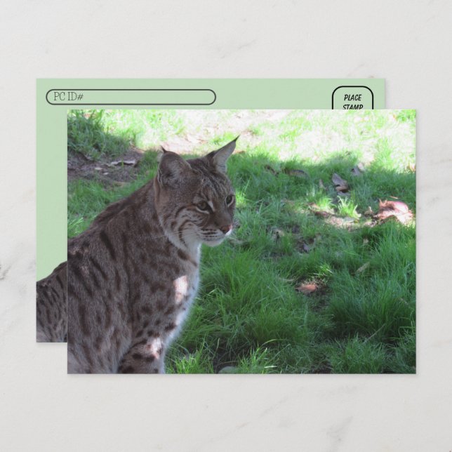 Postcrossing - Beautiful Bobcat in a Field Postcard (Front/Back)