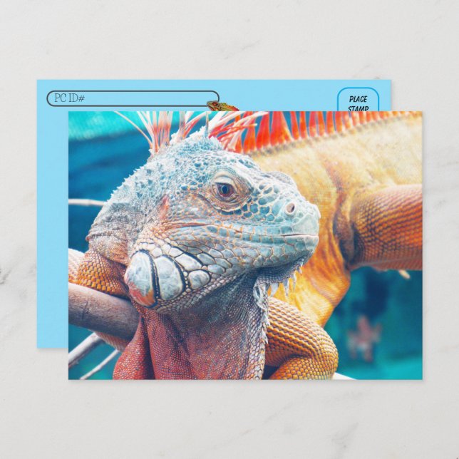 Postcrossing - Beautiful iguana Postcard (Front/Back)