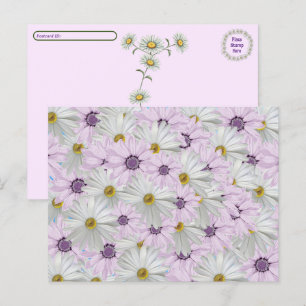 Postcrossing Beautiful Pink & White Daisy Floral  Postcard