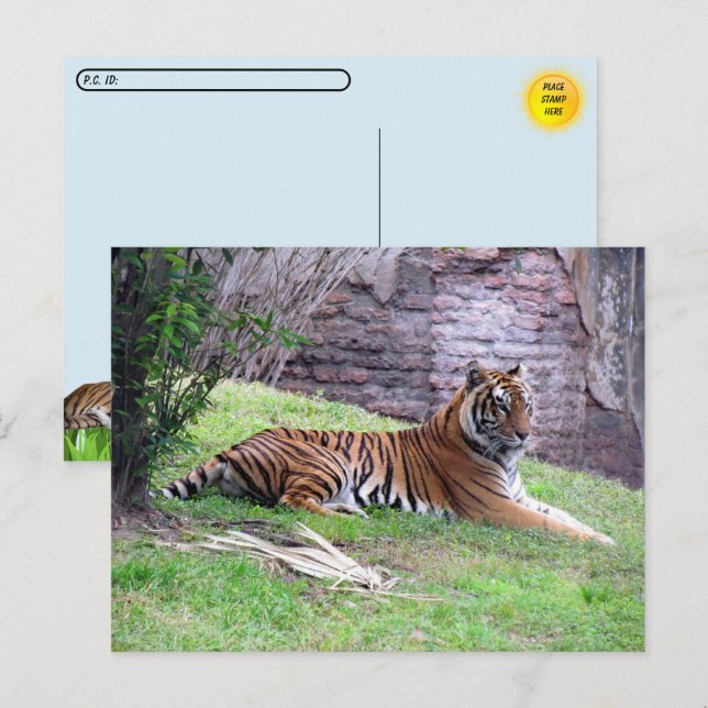 Postcrossing Bengal Tiger Postcard w/ ID Box (Front/Back)