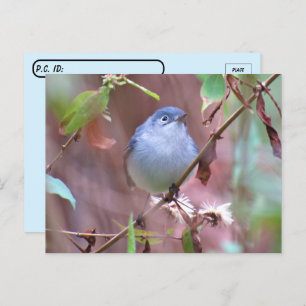 Postcrossing Blue-Grey Gnatcatcher Backyard Bird Postcard