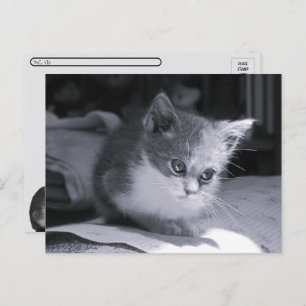 Postcrossing - Bob in Thought - Black & White Cat Postcard