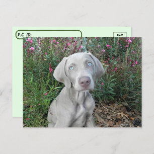 Postcrossing Brooklyn's Garden Party - Weimaraner Postcard