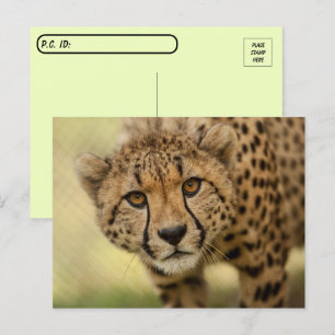 Postcrossing Cheetah Cub Postcard