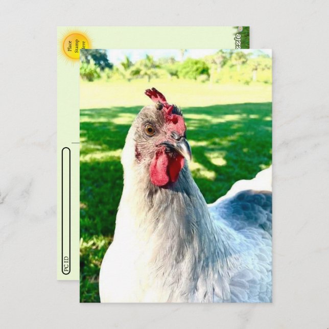 Postcrossing Chicken Postcard - Farm Life Series (Front/Back)