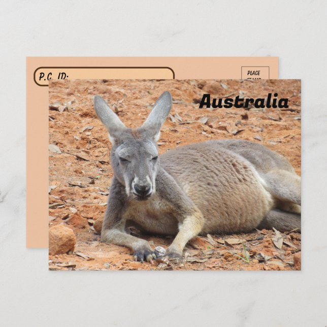 Postcrossing Confident Kangaroo Postcard (Front/Back)