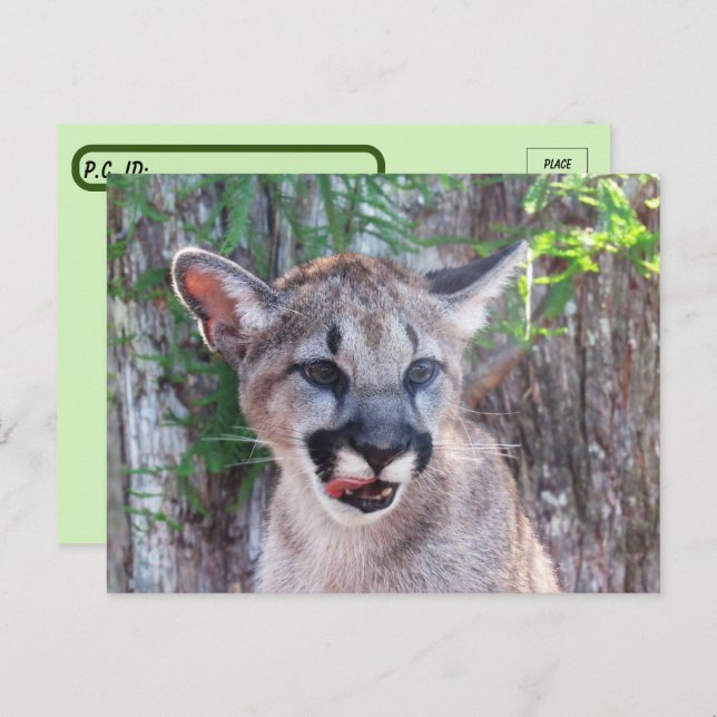 Postcrossing Cougar Cub Postcard with ID Box (Front/Back)