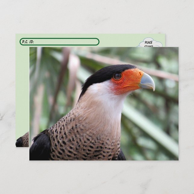 Postcrossing Crested Caracara Postcard (Front/Back)