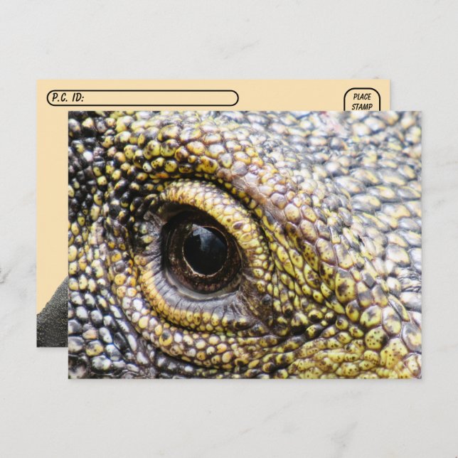 Postcrossing - Crocodile Monitor Lizard Postcard (Front/Back)