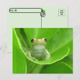 Postcrossing = Cute Little Tree Frog Postcard