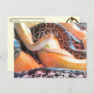 Postcrossing - Den of Snakes Postcard