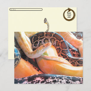 Postcrossing - Den of Snakes Postcard