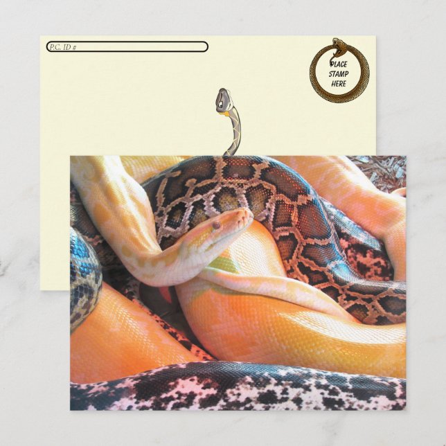 Postcrossing - Den of Snakes Postcard (Front/Back)