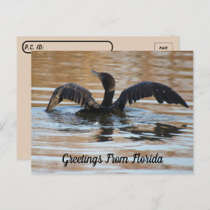 Postcrossing Double Crested Cormorant Swimming Postcard