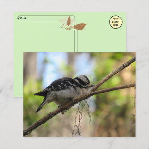 Postcrossing Downy Woodpecker Postcard