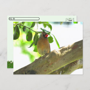 Postcrossing - Female Cardinal Backyard Bird Postcard