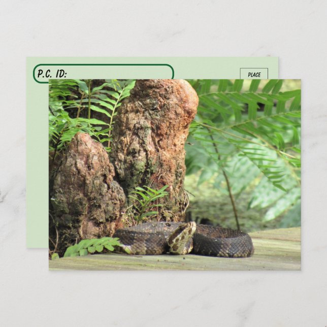 Postcrossing - Florida Cottonmouth in the Swamp Postcard (Front/Back)